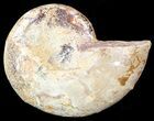 Sliced, Agatized Ammonite Fossil (Half) - Jurassic #54035-1